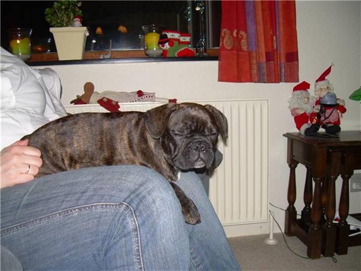 Fransk bulldog Rocky - Hygge med faster billede 8