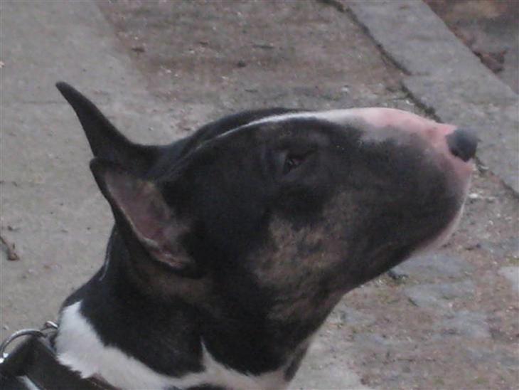 {{currentPhoto.altText}} billede {{currentPhoto.number}}