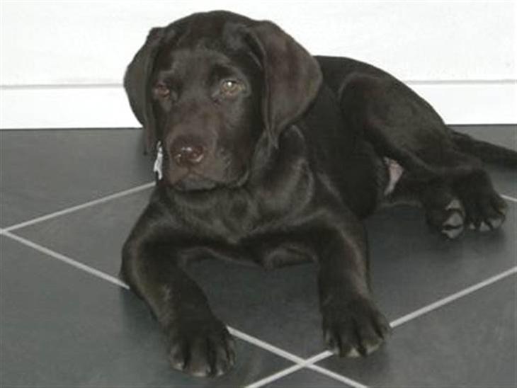 {{currentPhoto.altText}} billede {{currentPhoto.number}}