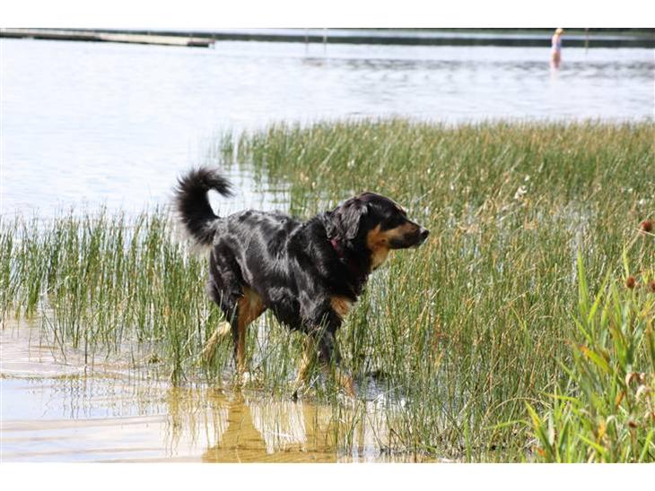 Blanding af racer Bella - En tur til kviesø og bade ... 2008 billede 1