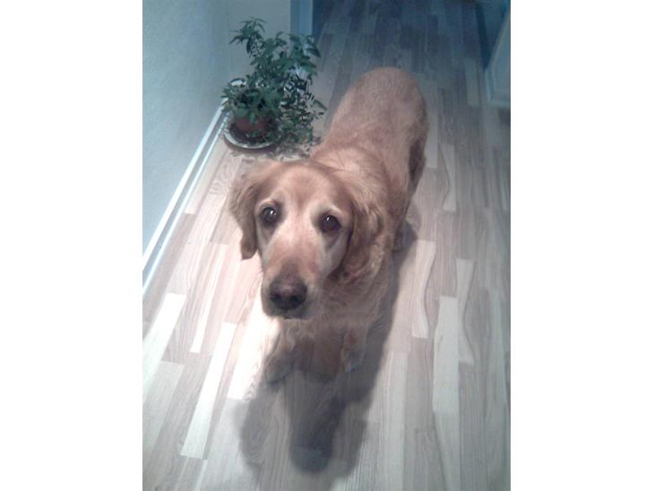 {{currentPhoto.altText}} billede {{currentPhoto.number}}