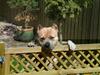Amerikansk staffordshire terrier Buzz