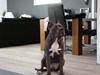Amerikansk staffordshire terrier cosmo