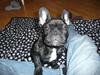 Fransk bulldog Luis
