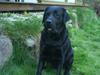 Labrador retriever Frodo