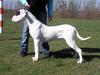 Dogo argentino PPC Heffer