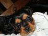 Cavalier king charles spaniel cæsar d 2