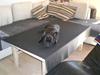 Fransk bulldog Blance Noir's Nimbus