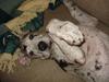 Grand danois Perle ( GD Blue Merle)