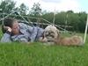 Lhasa apso cille<3
