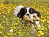Landseer Bine 