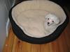 Chinese crested powder puff Kong Laban aflivet