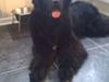 Newfoundlænder Sandie R.I.P [ Himmelhund]