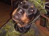 Rottweiler Bella