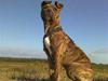 Amerikansk staffordshire terrier Keisha