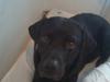 Labrador retriever Harley