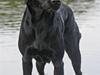 Labrador retriever Anton