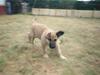 Blanding af racer Roxy *RIP* (07-07-09)