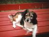 Blanding af racer Pjuske *R.I.P*