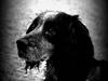Field Trial Cockerspaniel lexi