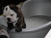 Engelsk bulldog All Inclusive - Daimi