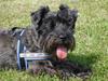 Blanding af racer Fusse Himmelhund