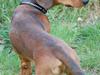 Miniature gravhund Futte's Charlie Fandango