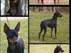 Engelsk toy terrier Sanguesa Uraina