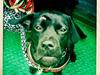 Blanding af racer Thyra (Boxer/Labrador)
