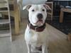 Amerikansk staffordshire terrier Lilly