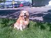 Golden retriever Cæsar R.I.P min stjerne