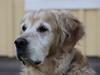 Golden retriever Tjikko