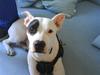 Amerikansk staffordshire terrier cleo