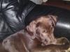 Labrador retriever Askepot