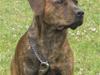 Amerikansk staffordshire terrier Mario R,I,P