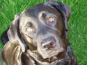 Labrador retriever Gaia