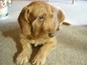 Basset fauve de bretagne Krauholt Kathleen
