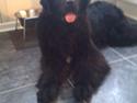 Newfoundlænder Sandie R.I.P