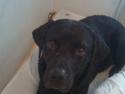 Labrador retriever Harley