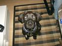 Cane corso Zeus