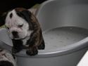 Engelsk bulldog All Inclusive - Daimi