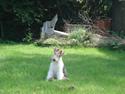 Ruhåret foxterrier Aura