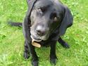 Labrador retriever Mickey <'3 -RIP