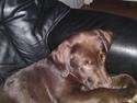 Labrador retriever Askepot