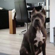 Amerikansk staffordshire terrier cosmo