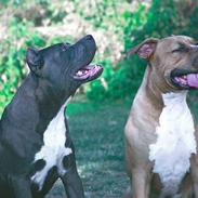 Amerikansk staffordshire terrier cosmo