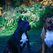 Amerikansk staffordshire terrier cosmo