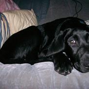 Blanding af racer tasion