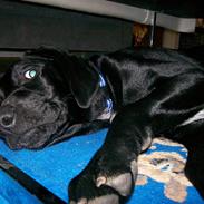 Blanding af racer tasion