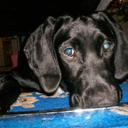 Blanding af racer tasion